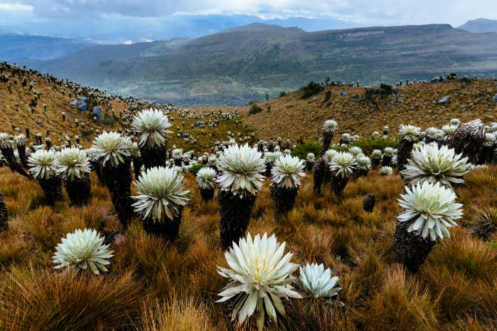 bio·analytics en campo