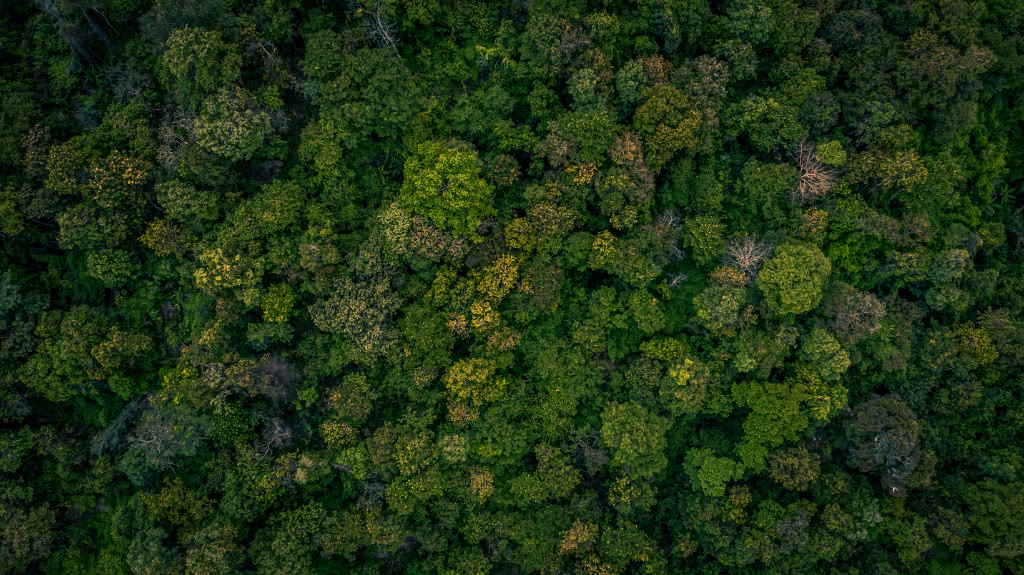 Bosque aéreo